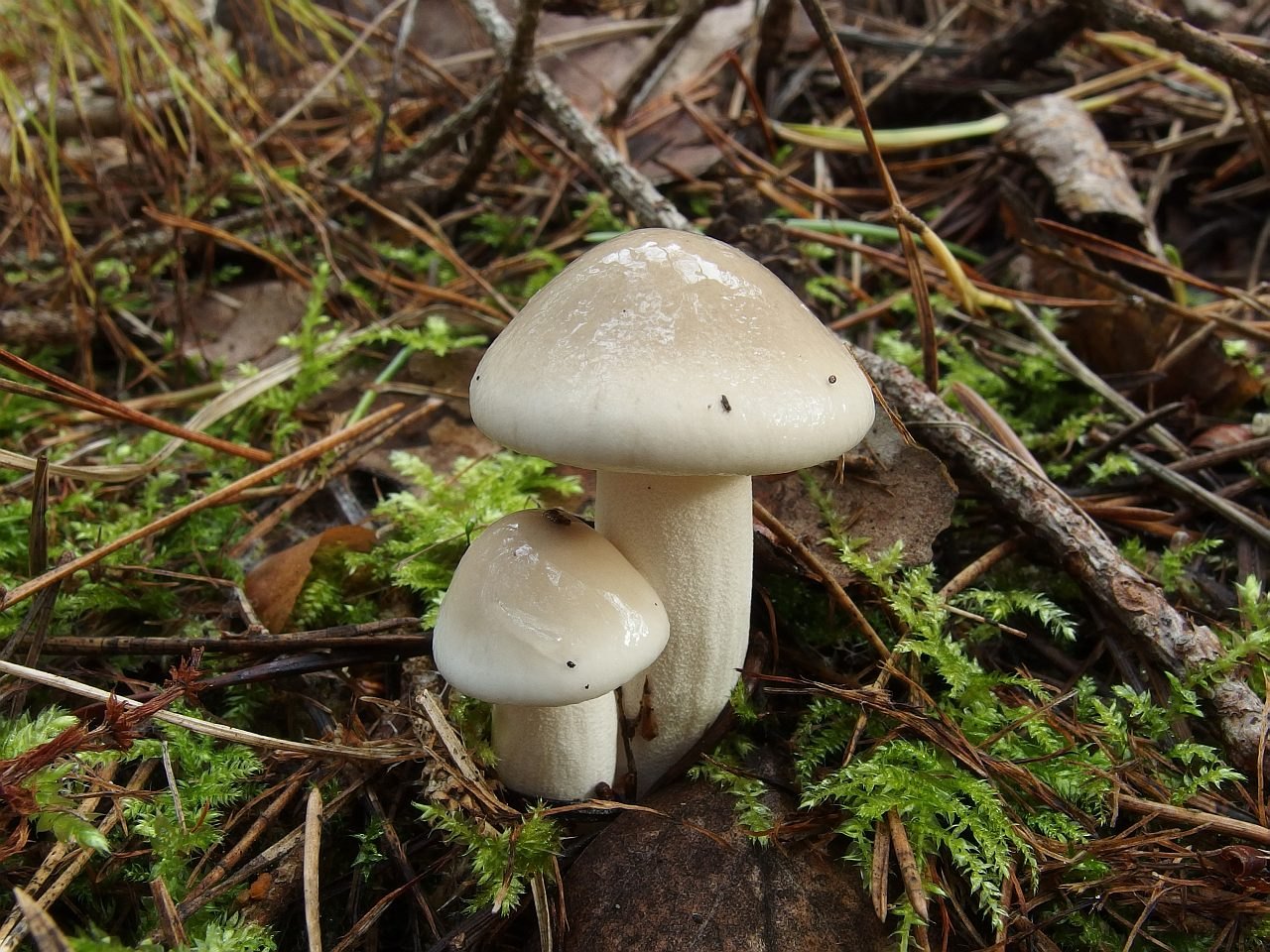 Hygrophorus