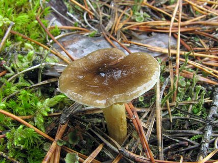 Hygrophorus hypotejus