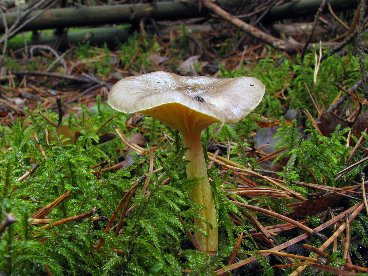 Hygrophorus hypotejus