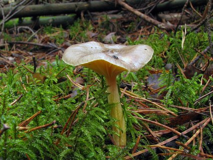 Hygrophorus hypotejus