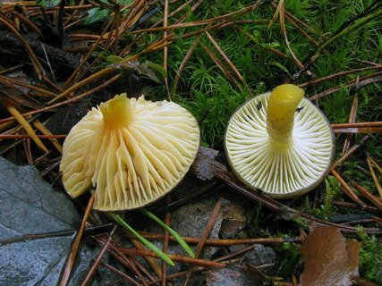Hygrophorus hypotejus