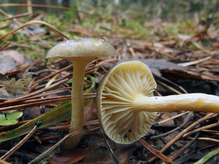 Hygrophorus hypotejus