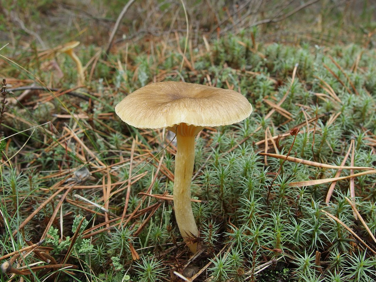 Hygrophorus hypotejus