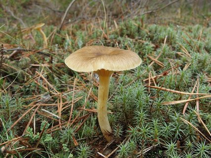 Hygrophorus hypotejus