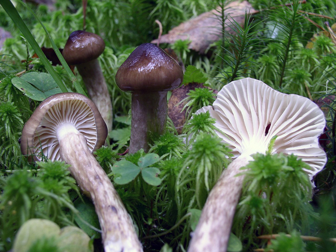 Hygrophorus olivaceoalbus