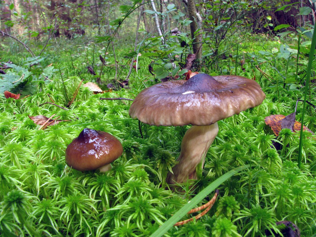 Hygrophorus olivaceoalbus