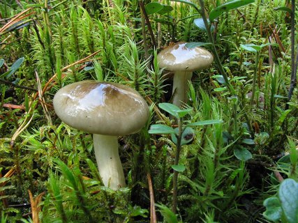Hygrophorus olivaceoalbus