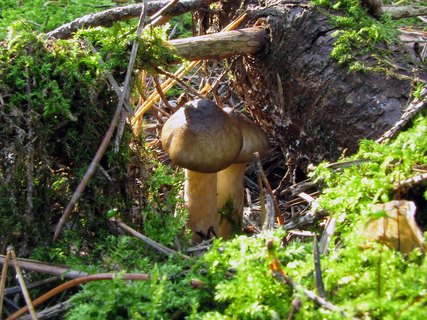 Hygrophorus olivaceoalbus