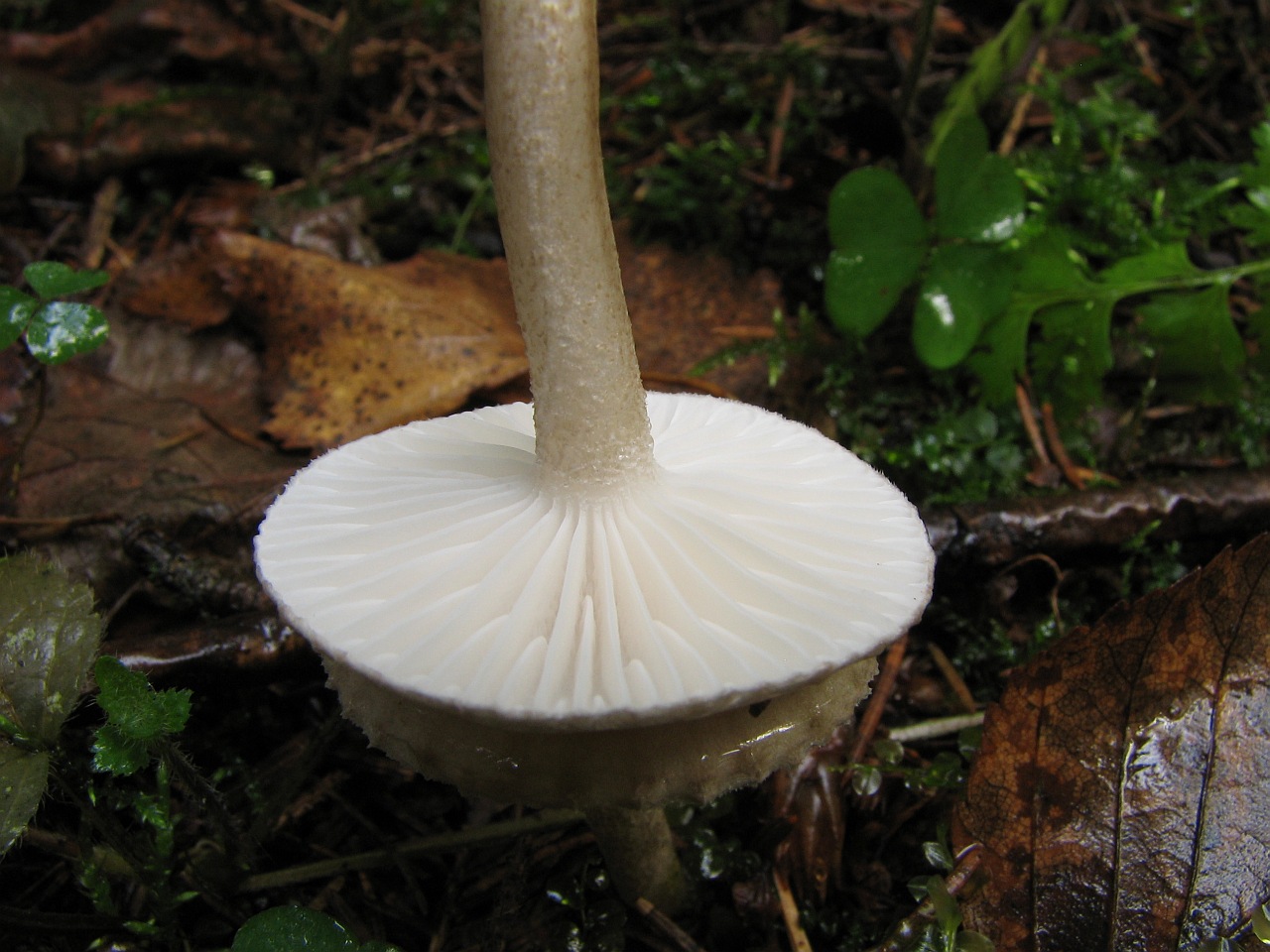 Hygrophorus pustulatus