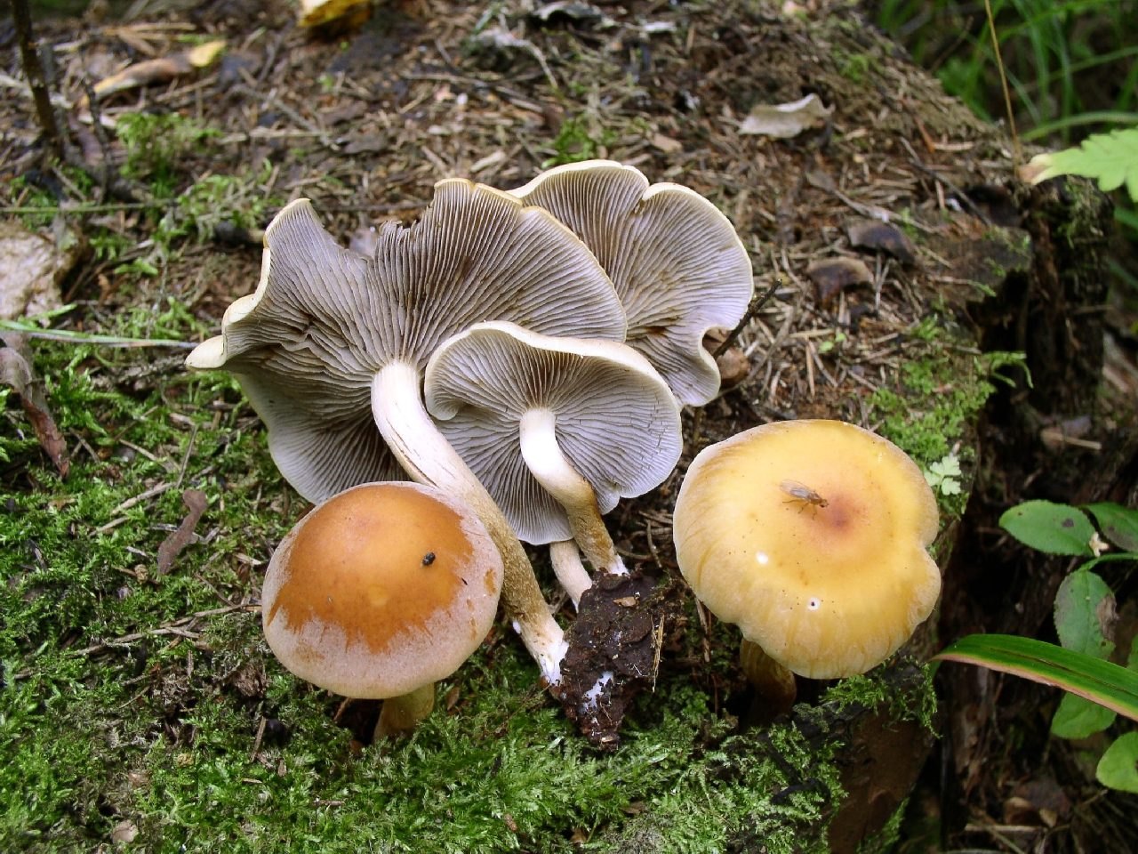 Hypholoma