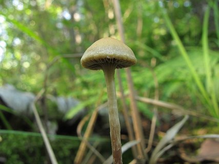 Hypholoma elongatum