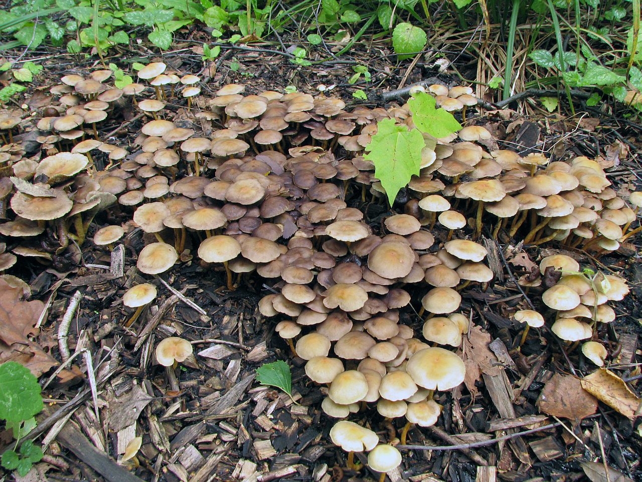 Hypholoma fasciculare