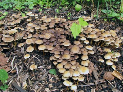 Hypholoma fasciculare