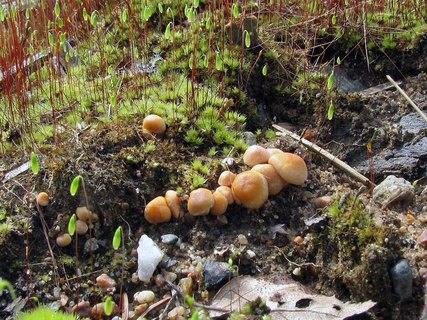 Hypholoma fasciculare