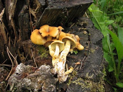 Hypholoma fasciculare