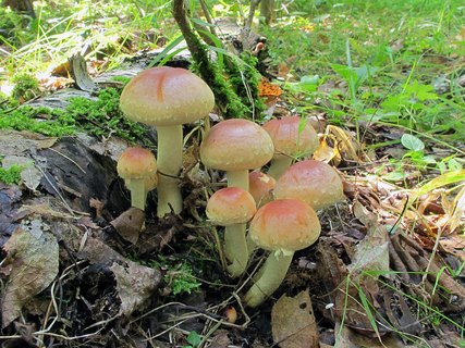 Hypholoma lateritium