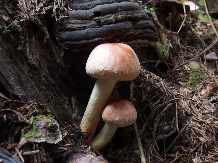 Hypholoma lateritium
