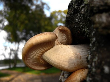 Hypsizygus ulmarius