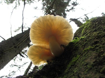Hypsizygus ulmarius