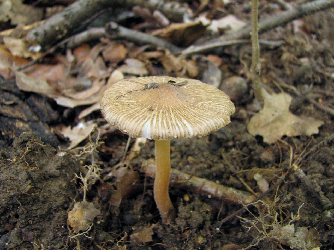 Inocybe