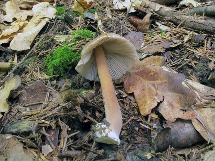 Inocybe asterospora
