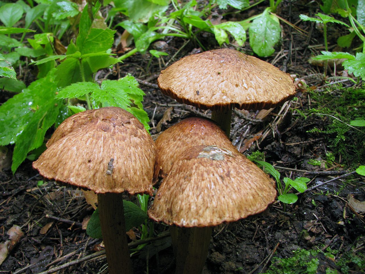 Inocybe bongardii