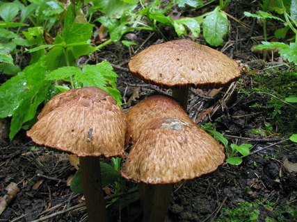 Inocybe bongardii