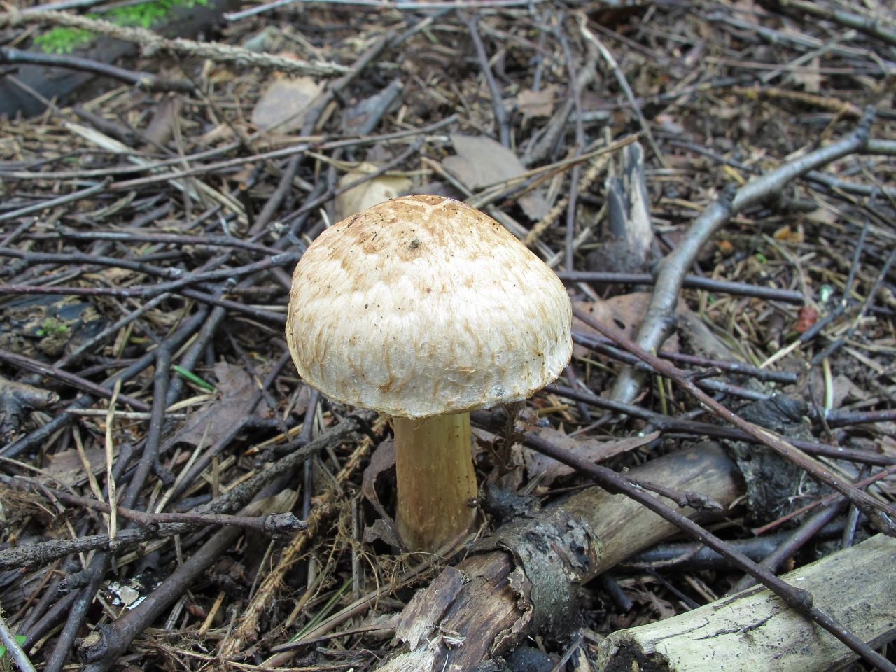 Inocybe bongardii