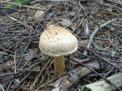 Inocybe bongardii