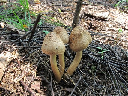Inocybe bongardii