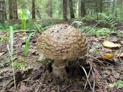 Amanita rubescens