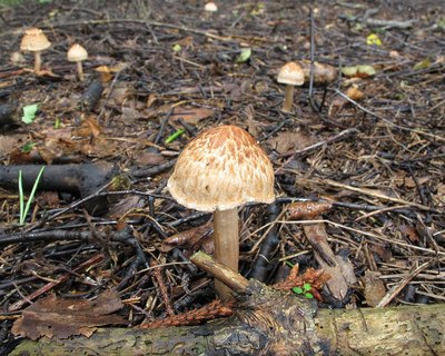 Inocybe bongardii
