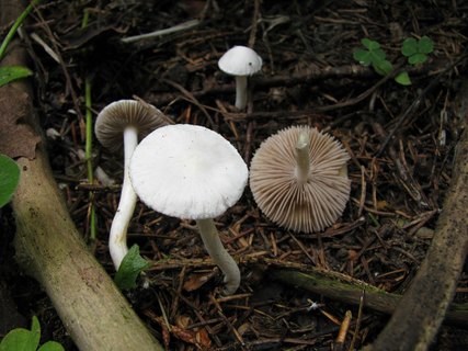 Inocybe geophylla
