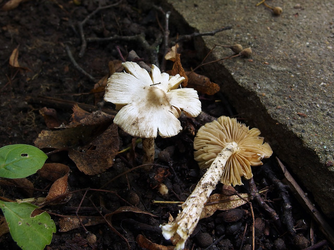 Inocybe geophylla
