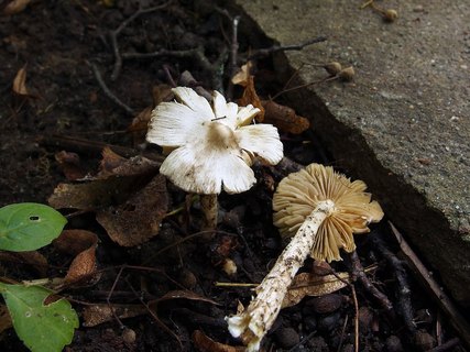 Inocybe geophylla