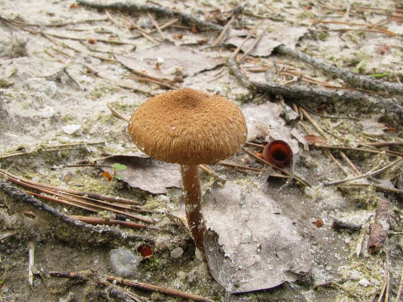 Inocybe lacera
