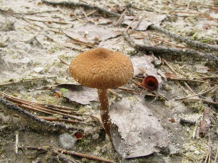 Inocybe lacera