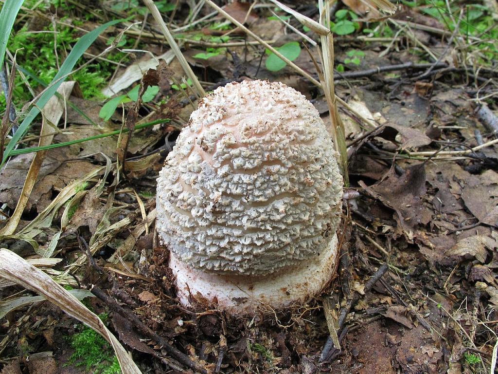 Amanita rubescens