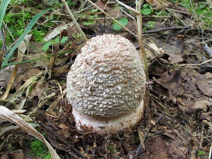 Amanita rubescens