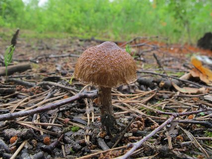 Inocybe lacera