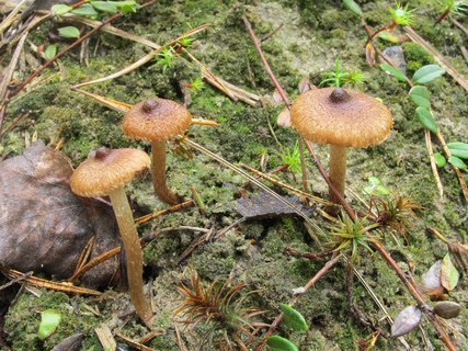 Inocybe lacera