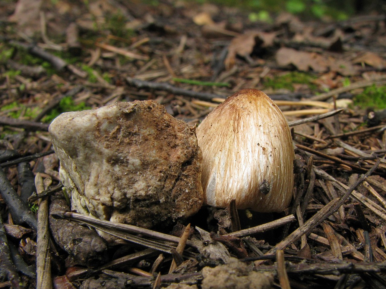 Inocybe rimosa