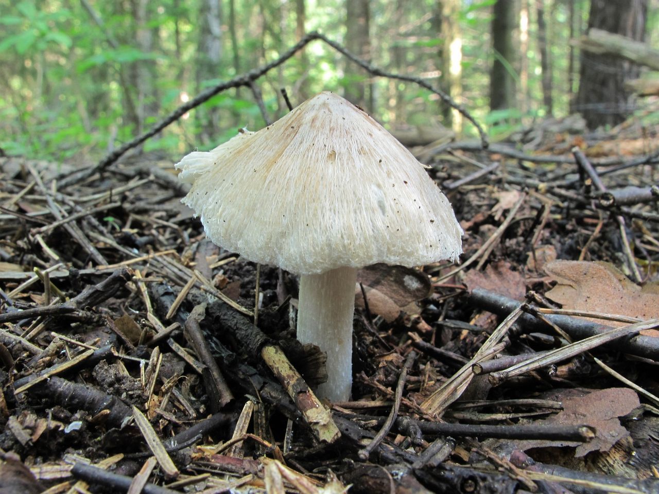 Inocybe rimosa