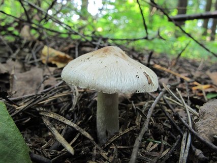 Inocybe rimosa