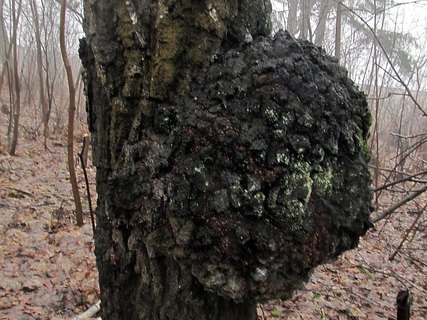 Inonotus obliquus