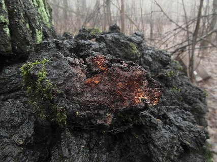 Inonotus obliquus