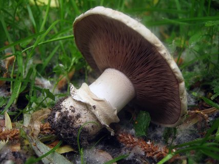 Agaricus bitorquis
