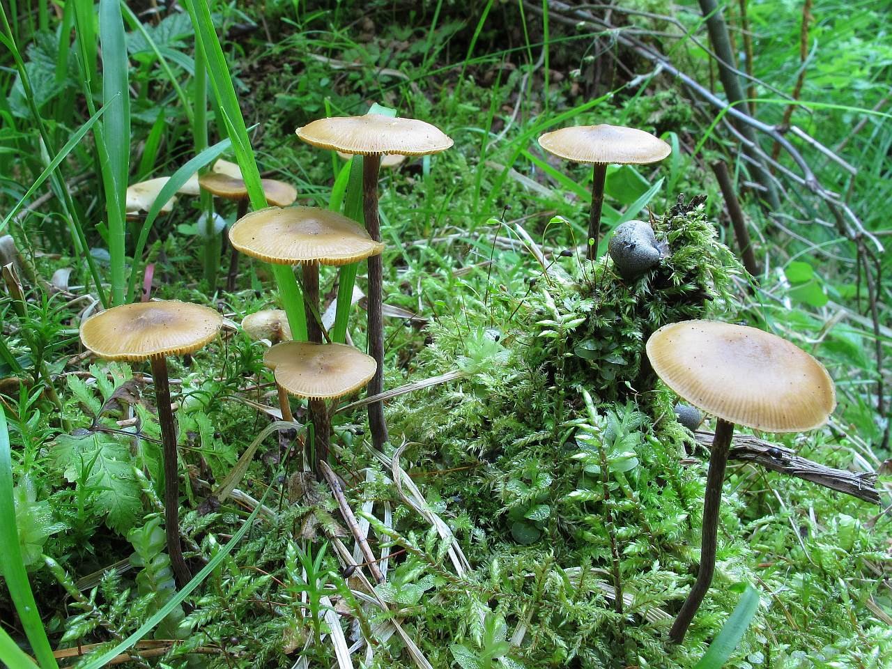 Kuehneromyces