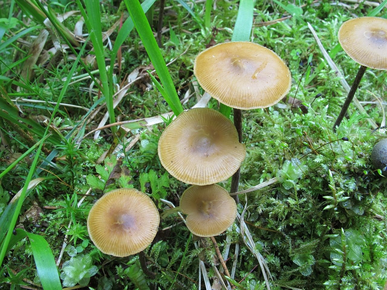 Kuehneromyces lignicola