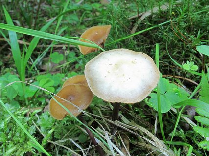 Kuehneromyces lignicola